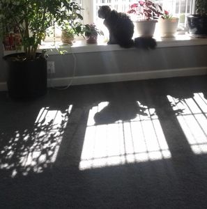 Meet your Posher, Ann